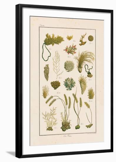 Sea Plants I-Maria Mendez-Framed Giclee Print