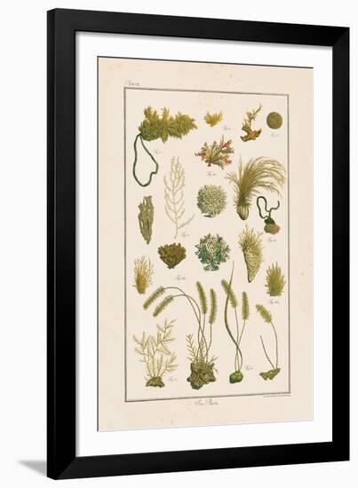 Sea Plants I-Maria Mendez-Framed Giclee Print