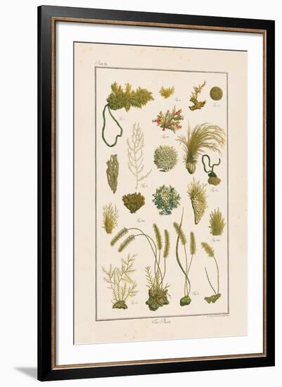 Sea Plants I-Maria Mendez-Framed Giclee Print