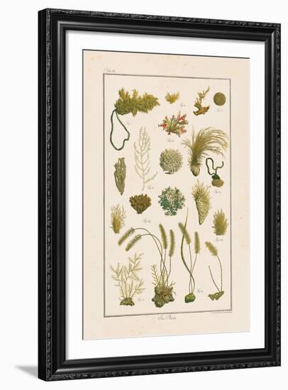 Sea Plants I-Maria Mendez-Framed Giclee Print