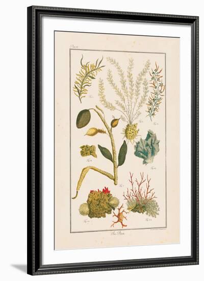 Sea Plants II-Maria Mendez-Framed Giclee Print