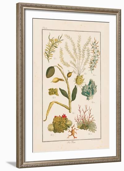 Sea Plants II-Maria Mendez-Framed Giclee Print