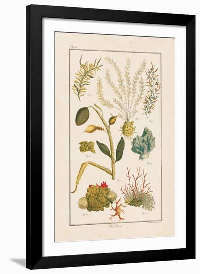 Sea Plants II-Maria Mendez-Framed Giclee Print