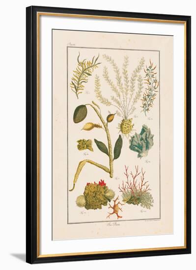 Sea Plants II-Maria Mendez-Framed Giclee Print