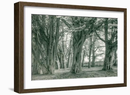 Sea Ranch Trees, California Coast-Vincent James-Framed Photographic Print