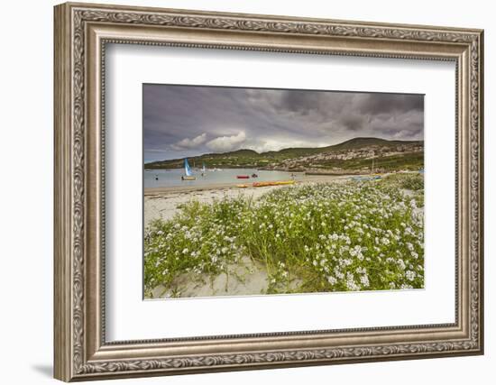 Sea rocket growing on the Strand at Derrynane House, Ring of Kerry, County Kerry, Munster, Republic-Nigel Hicks-Framed Photographic Print