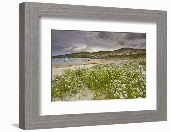 Sea rocket growing on the Strand at Derrynane House, Ring of Kerry, County Kerry, Munster, Republic-Nigel Hicks-Framed Photographic Print