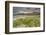 Sea rocket growing on the Strand at Derrynane House, Ring of Kerry, County Kerry, Munster, Republic-Nigel Hicks-Framed Photographic Print