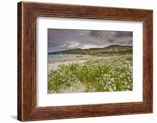 Sea rocket growing on the Strand at Derrynane House, Ring of Kerry, County Kerry, Munster, Republic-Nigel Hicks-Framed Photographic Print