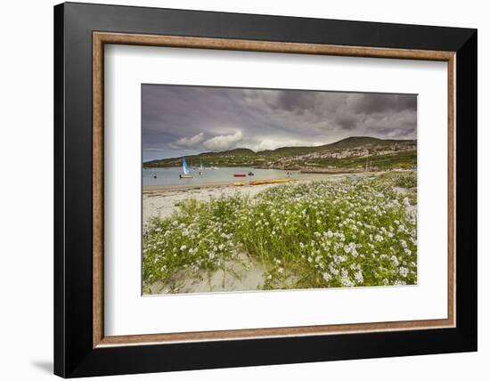 Sea rocket growing on the Strand at Derrynane House, Ring of Kerry, County Kerry, Munster, Republic-Nigel Hicks-Framed Photographic Print