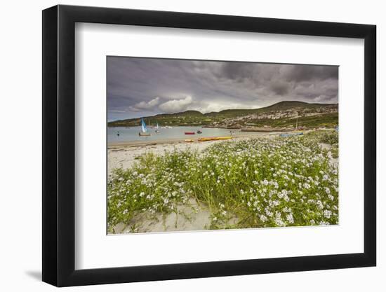 Sea rocket growing on the Strand at Derrynane House, Ring of Kerry, County Kerry, Munster, Republic-Nigel Hicks-Framed Photographic Print