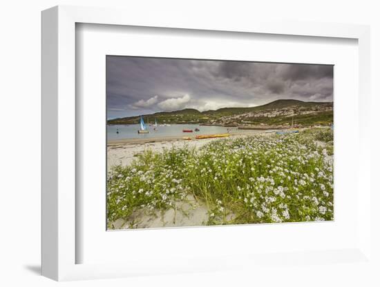 Sea rocket growing on the Strand at Derrynane House, Ring of Kerry, County Kerry, Munster, Republic-Nigel Hicks-Framed Photographic Print