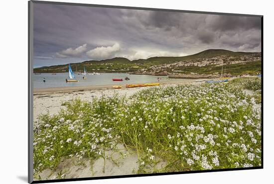 Sea rocket growing on the Strand at Derrynane House, Ring of Kerry, County Kerry, Munster, Republic-Nigel Hicks-Mounted Photographic Print