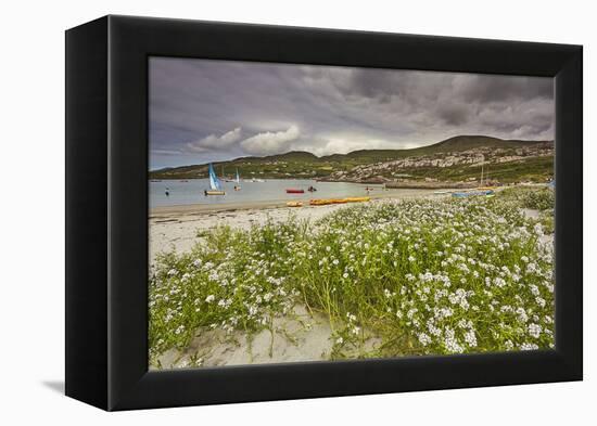 Sea rocket growing on the Strand at Derrynane House, Ring of Kerry, County Kerry, Munster, Republic-Nigel Hicks-Framed Premier Image Canvas