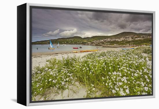 Sea rocket growing on the Strand at Derrynane House, Ring of Kerry, County Kerry, Munster, Republic-Nigel Hicks-Framed Premier Image Canvas