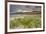 Sea rocket growing on the Strand at Derrynane House, Ring of Kerry, County Kerry, Munster, Republic-Nigel Hicks-Framed Photographic Print