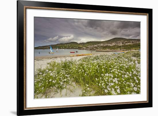 Sea rocket growing on the Strand at Derrynane House, Ring of Kerry, County Kerry, Munster, Republic-Nigel Hicks-Framed Photographic Print