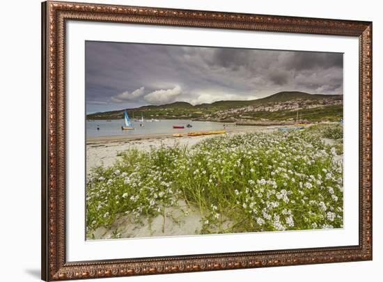 Sea rocket growing on the Strand at Derrynane House, Ring of Kerry, County Kerry, Munster, Republic-Nigel Hicks-Framed Photographic Print