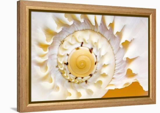 Sea Shell Abst No.4-Shams Rasheed-Framed Premier Image Canvas
