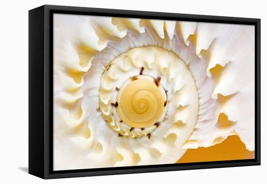 Sea Shell Abst No.4-Shams Rasheed-Framed Premier Image Canvas