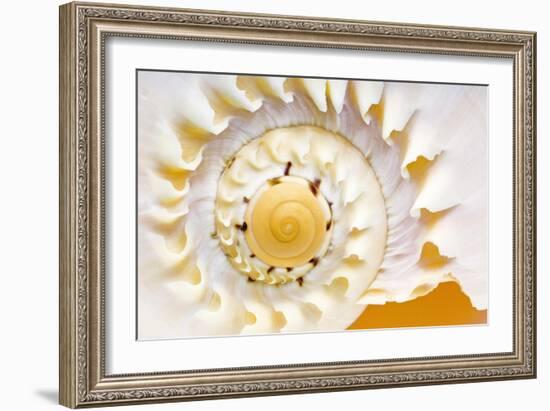 Sea Shell Abst No.4-Shams Rasheed-Framed Giclee Print