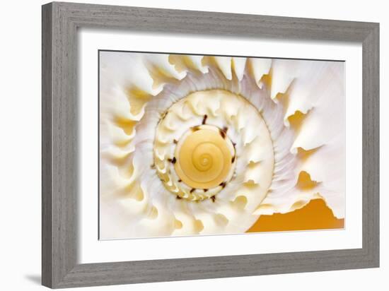 Sea Shell Abst No.4-Shams Rasheed-Framed Giclee Print