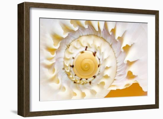 Sea Shell Abst No.4-Shams Rasheed-Framed Giclee Print