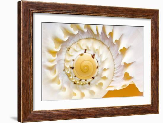 Sea Shell Abst No.4-Shams Rasheed-Framed Giclee Print