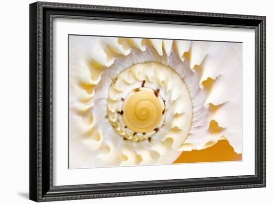 Sea Shell Abst No.4-Shams Rasheed-Framed Giclee Print