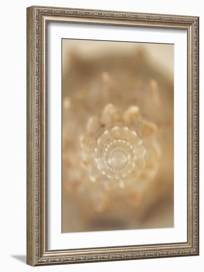 Sea Shell V-Karyn Millet-Framed Photographic Print