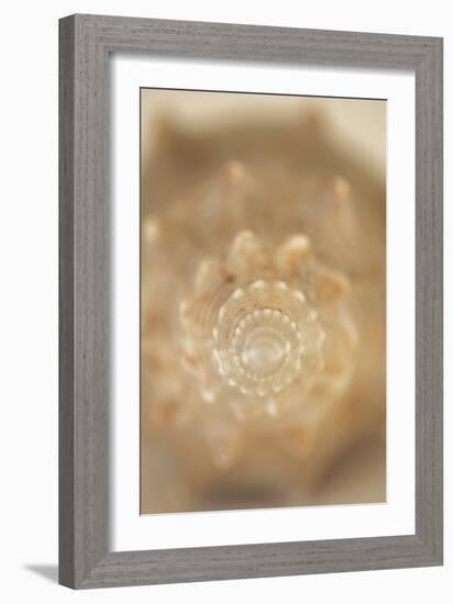 Sea Shell V-Karyn Millet-Framed Photographic Print