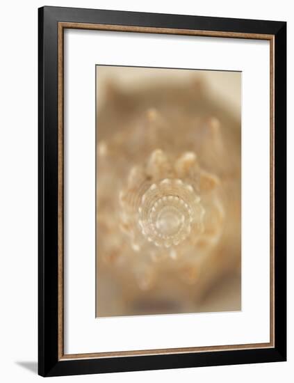 Sea Shell V-Karyn Millet-Framed Photographic Print