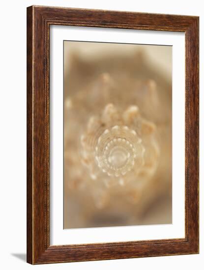 Sea Shell V-Karyn Millet-Framed Photographic Print