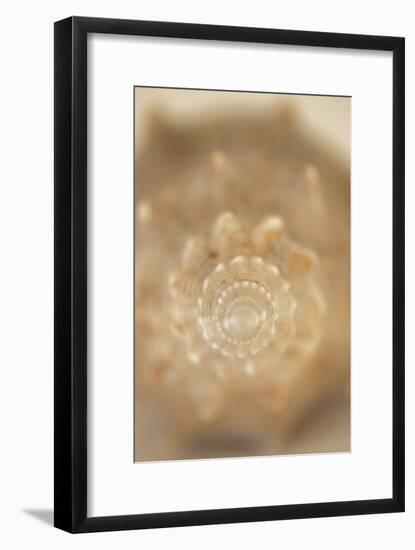 Sea Shell V-Karyn Millet-Framed Photographic Print