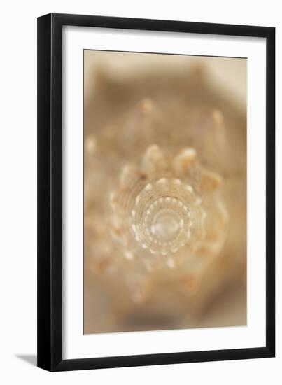 Sea Shell V-Karyn Millet-Framed Photographic Print