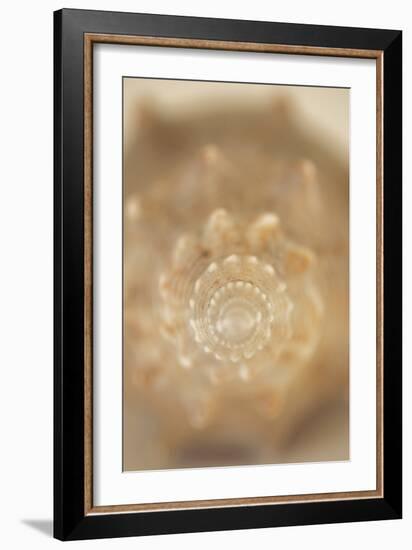 Sea Shell V-Karyn Millet-Framed Photographic Print