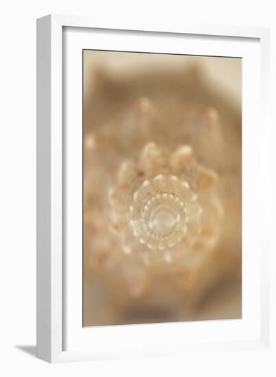 Sea Shell V-Karyn Millet-Framed Photographic Print