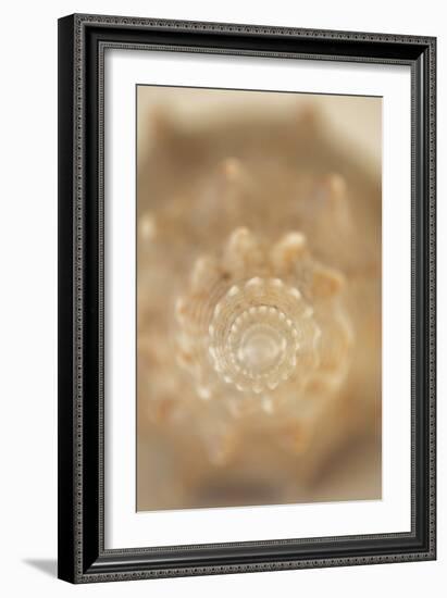 Sea Shell V-Karyn Millet-Framed Photographic Print