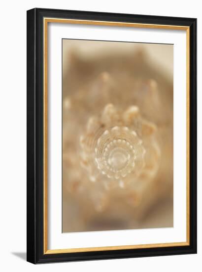 Sea Shell V-Karyn Millet-Framed Photographic Print