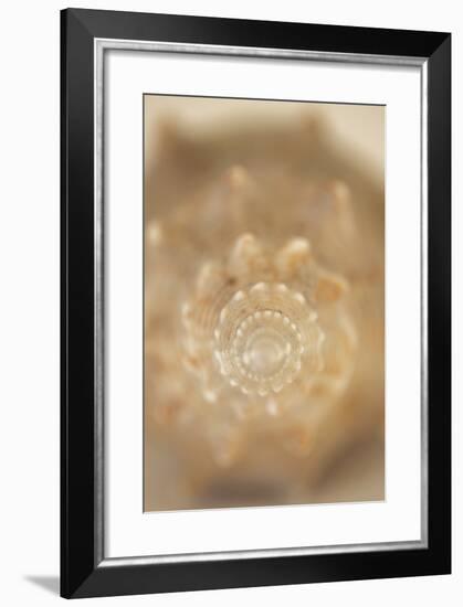 Sea Shell V-Karyn Millet-Framed Photographic Print