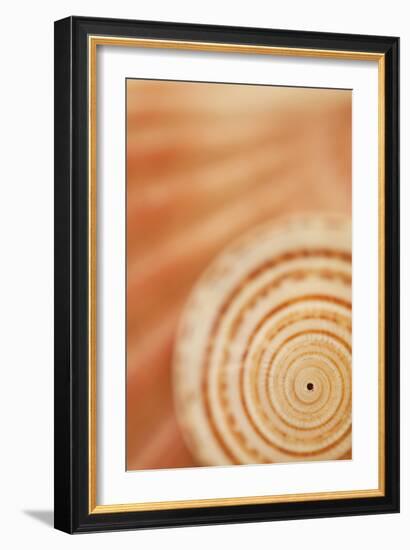 Sea Shell VI-Karyn Millet-Framed Premium Photographic Print