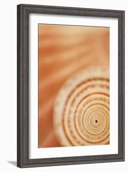 Sea Shell VI-Karyn Millet-Framed Photographic Print