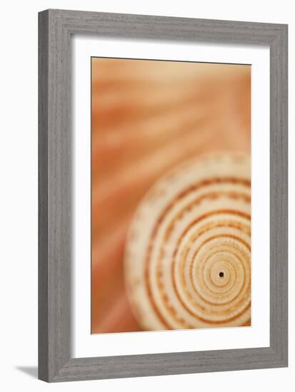 Sea Shell VI-Karyn Millet-Framed Photographic Print