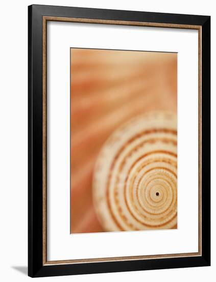 Sea Shell VI-Karyn Millet-Framed Photographic Print