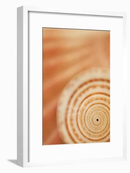 Sea Shell VI-Karyn Millet-Framed Photographic Print