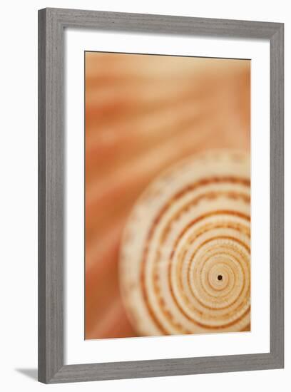 Sea Shell VI-Karyn Millet-Framed Photographic Print