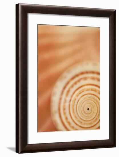 Sea Shell VI-Karyn Millet-Framed Photographic Print