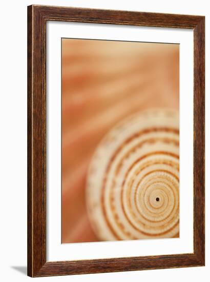 Sea Shell VI-Karyn Millet-Framed Photographic Print