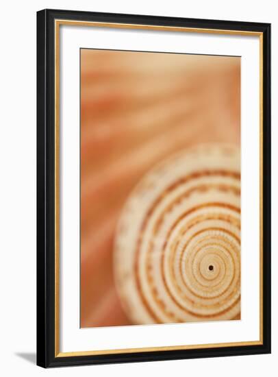 Sea Shell VI-Karyn Millet-Framed Photographic Print