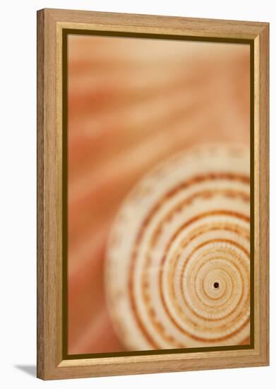 Sea Shell VI-Karyn Millet-Framed Premier Image Canvas